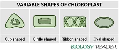 variable shapes of chloroplast