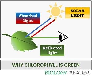 chlorophyll in plants diagram