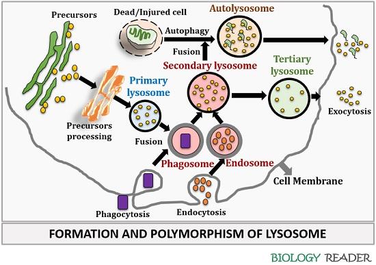 Formation or polymorphism of lysosomes