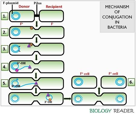 Mechanism of Conjugation in Bacteria