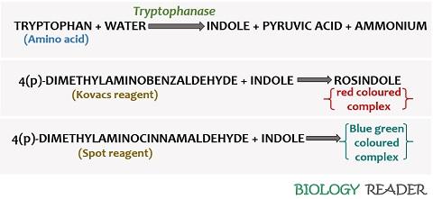 Principle of indole test