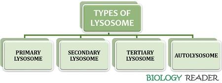 Types of lysosomes