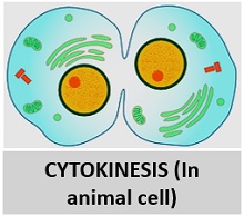 cytokinesis in animal cell
