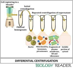 centrifugation sedimentation supernatant cellular