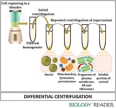 differential centrifugation