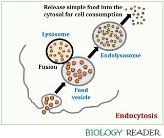 endocytosis