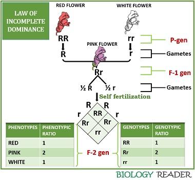 law of incomplete dominance