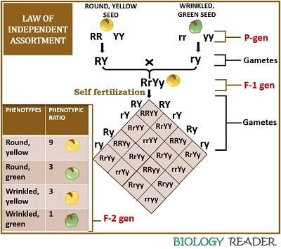 law of independent assortment