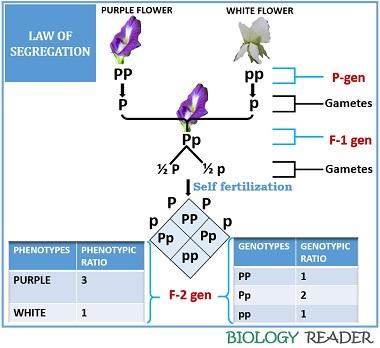 law of segregation