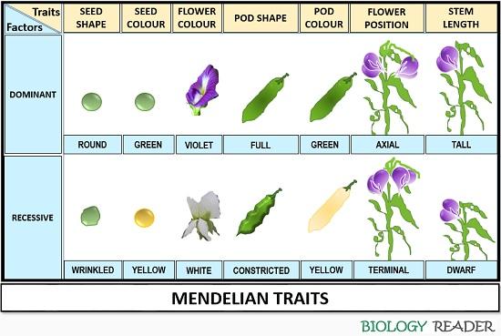 what-is-mendelian-inheritance-definition-traits-laws-biology-reader