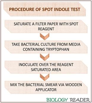 procedure of spot indole test