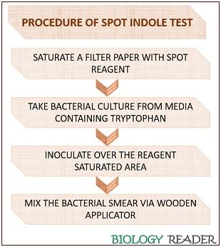 Spot Indole Negative