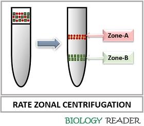 rate zonal centrifugation