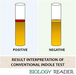 result interpretation of conventional tube test
