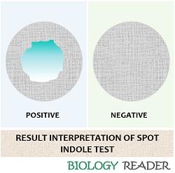 result interpretation of spot tube test