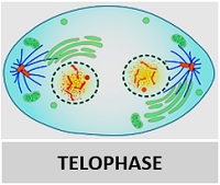 telophase