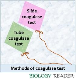 Methods of coagulase test