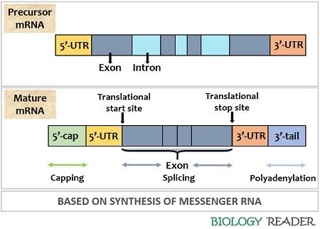 Precursor and mature mRNA