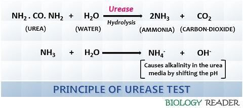 Principle of Urease Test