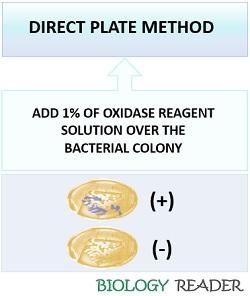 direct plate oxidase test