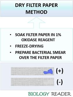 dry filter paper oxidase test