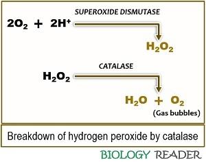 hydrogen peroxide breakdown by catalase