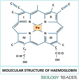 molecular structure of Hb