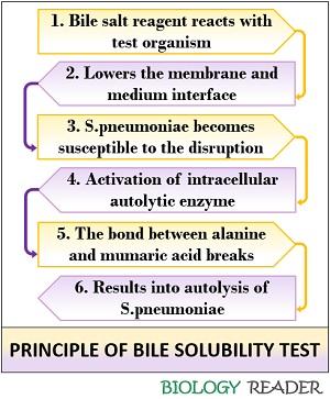 principle of bile solubility test