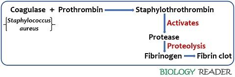 principle of coagulase test