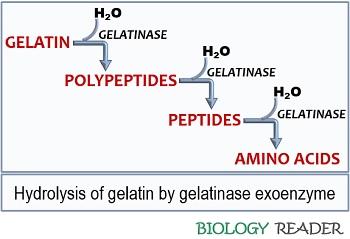 principle of gelatin hydrolysis test