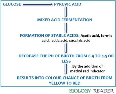 Methyl Red Test - Definition, Principle, Media, Procedure & Result ...