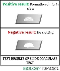 slide coagulase test