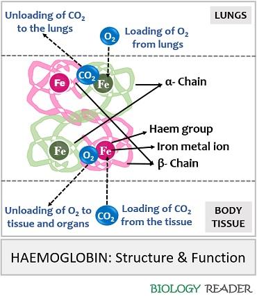 structure and function of Hb