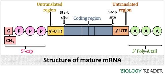 structure of mRNA