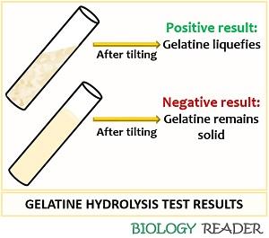 test results of gelatin hydrolysis