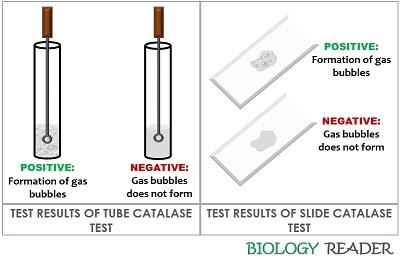 test results of tube and slide catalase test