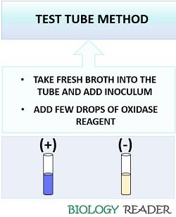 test tube oxidase method