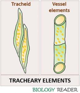 sclerenchyma tracheids tracheary