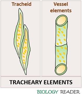 Tracheary elements