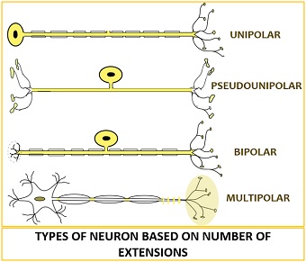 Types of Neuron Based on Number of Extensions