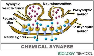 chemical synapses