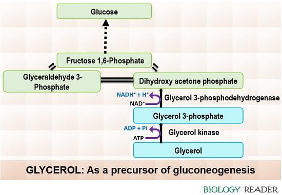 glycerol as a substrate of neoglucogenesis