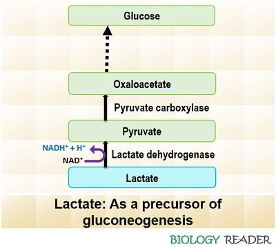lactate as a precursor of gluconeogenesis