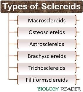 sclereids classification