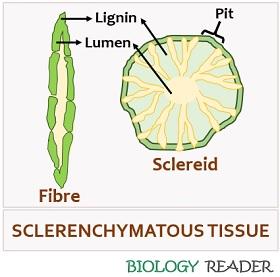 sclerenchyma tissue structure