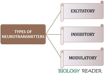 types of neurotransmitters
