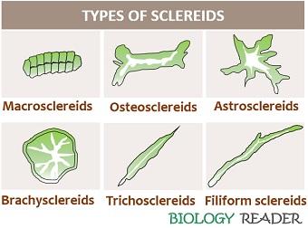 types of sclereids