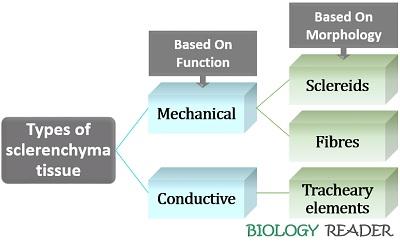 types of sclerenchyma tissue