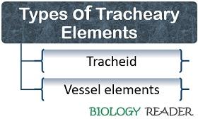 types of tracheary elements