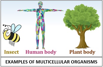 Examples or types of multicellular organisms